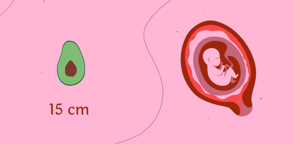 Let's take a look: Fetal growth 2 trimester